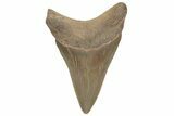 Serrated, Juvenile Megalodon Tooth - South Carolina #212982-1